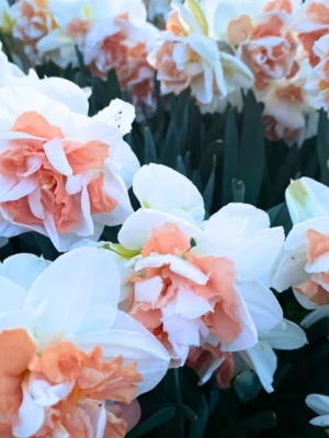 bulbo narcisi delnashaugh group bianco shop