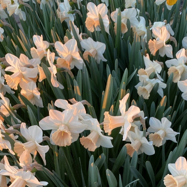 50 Bulbi Di Narciso Giallo - Da Piantare In Autunno, Per Giardino E Aiuole - Foto 13