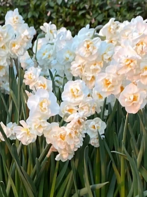 bulbo narcisi sir winston churchill bianco shop