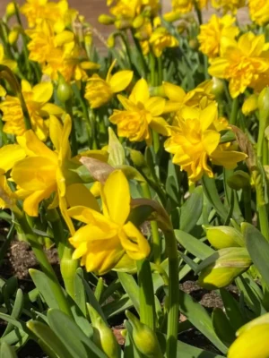 bulbo narcisi tete a tete giallo shop
