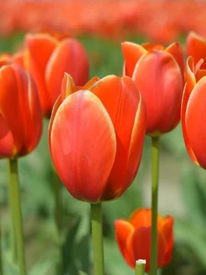 bulbo tulipano ad rem rosso shop