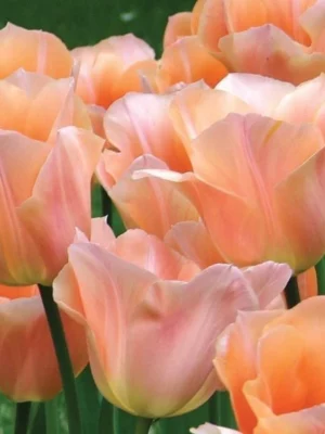 bulbo tulipano apricot beauty single early arancione shop