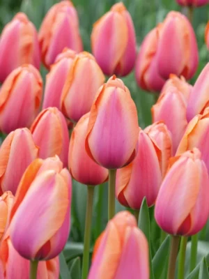 bulbo tulipano apricot impression arancione shop