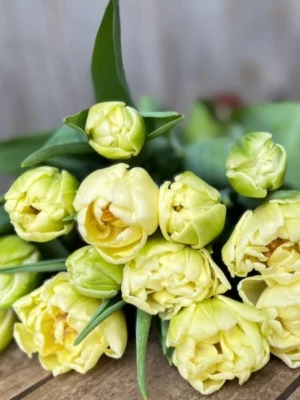 bulbo tulipano avant garde early rosa shop