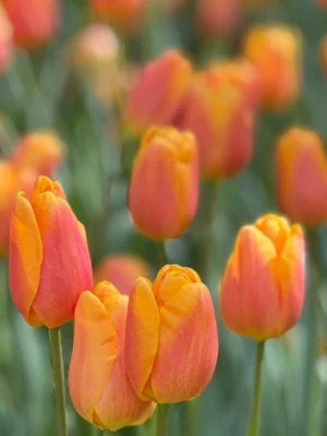 bulbo tulipano bellville giallo shop