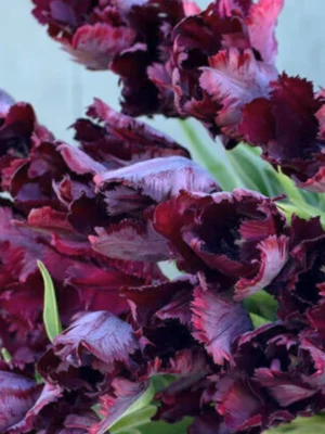 bulbo tulipano black parrot nero shop