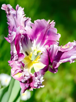 bulbo tulipano blue parrot viola e bianco shop