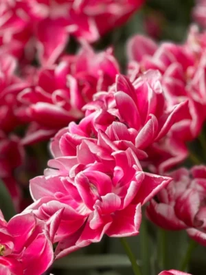 bulbo tulipano columbus rosso