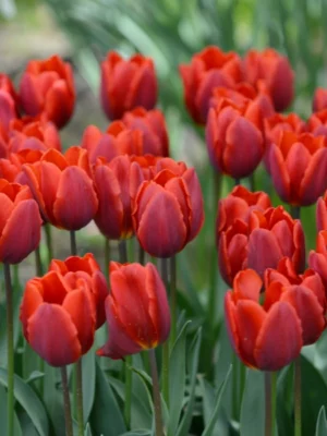 bulbo tulipano couleur cardinal rosso