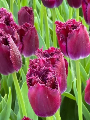 bulbo tulipano cranberry thistle rosso shop