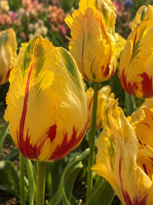Tulipano giallo con venature rosse e verdi