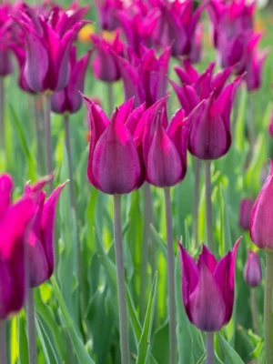 bulbo Tulipano PURPLE HEART viola shop