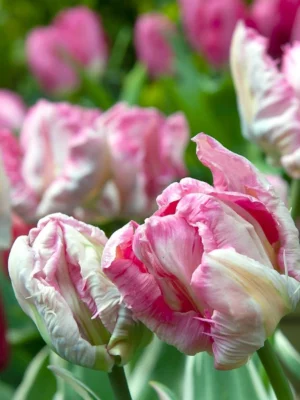 bulbo Tulipano SILVER PARROT rosa shop