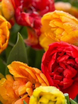 bulbo Tulipano SUN LOVER giallo oro rosso mandarino shop