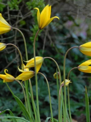 bulbo Tulipano SYLVESTRIS giallo oro shop