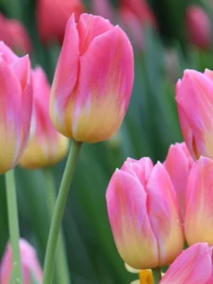 bulbo Tulipano TOM POUCE bianco rosa shop
