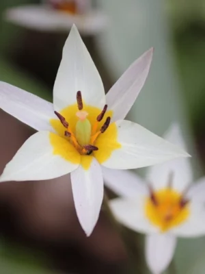 bulbo Tulipano TURKESTANICA bianco lilla giallo arancio shop