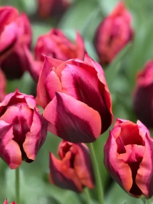 bulbo Tulipano slawa rosso rosa shop