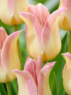 bulbo tulipano elegant lady rosa shop