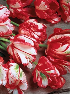 bulbo tulipano estella rijnveld parrot rosso shop