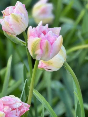 bulbo tulipano finola rosa shop