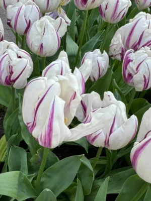 bulbo tulipano flaming flag viola shop