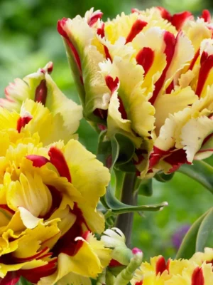bulbo tulipano flaming parrot giallo shop