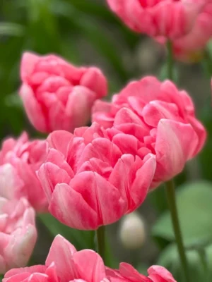 bulbo tulipano foxtrot rosa shop