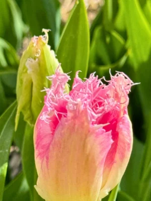 bulbo tulipano huis ten bosch rosa shop