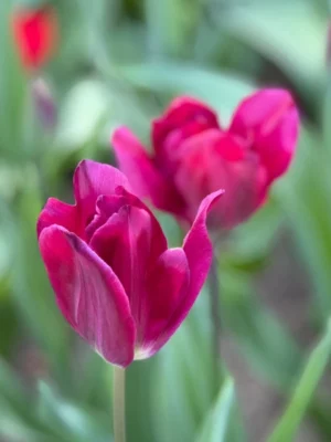 bulbo tulipano kansas proud viola shop
