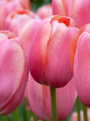 bulbo tulipano menton rosa shop