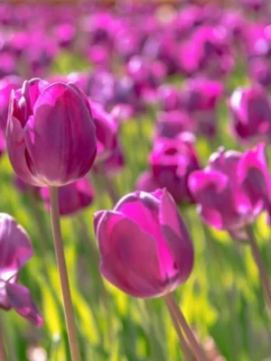 bulbo tulipano negrita viola shop