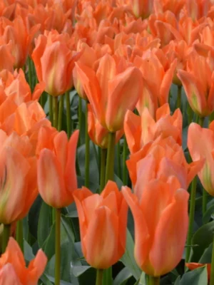 bulbo tulipano orange brilliant arancione shop