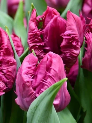 bulbo tulipano parrot prince viola shop