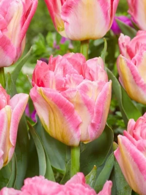 bulbo tulipano pink delight rosa shop