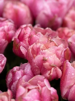 bulbo tulipano pink star rosa shop