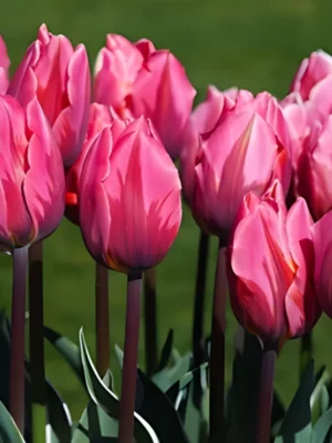 bulbo tulipano pretty princess rosa shop