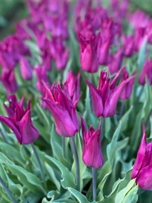 bulbo-tulipano-purple-dream-viola-shop