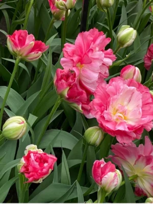 bulbo tulipano double sugar rosa shop