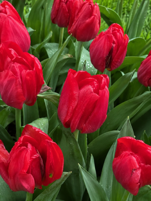 Tulipano rosso Lady van Eijk