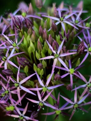 bulbo allium christophii viola shop