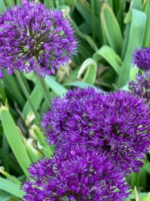 bulbo allium purple sensation viola shop