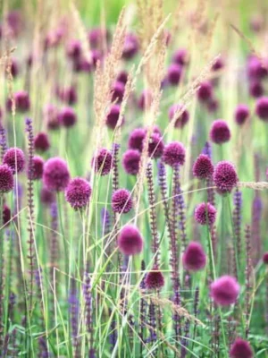 bulbo allium sphaerocephalon viola shop