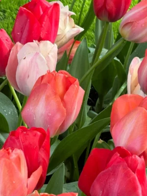 mix bulbi famiglia van Eijk rosa pesca rosso shop