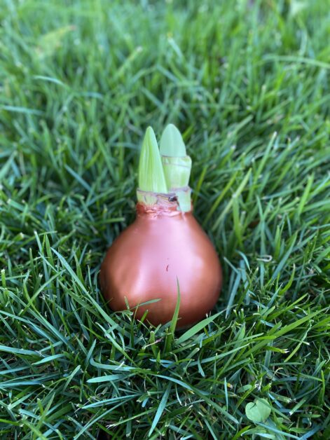 Bulbo di amaryllis rivestito di cera color rame