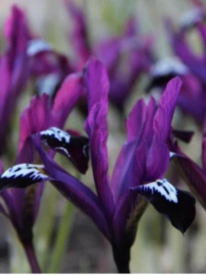 bulbo iris pauline reticulata viola shop