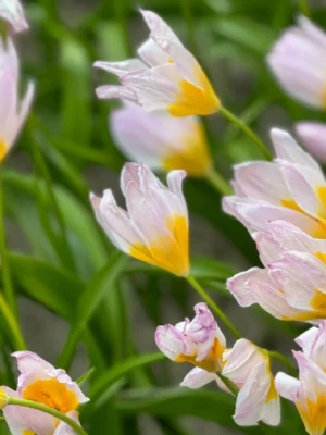 bulbo tulipano bakeri lilac wonder viola shop
