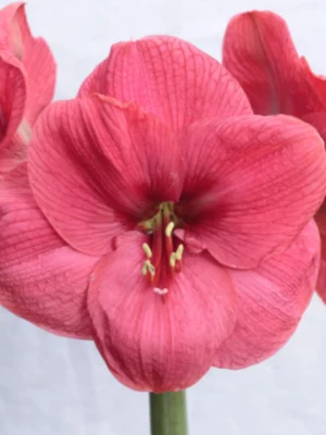 Bolero amaryllis shop