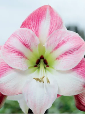 Cherry Blossom amaryllis shop