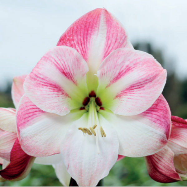 Cherry Blossom amaryllis shop